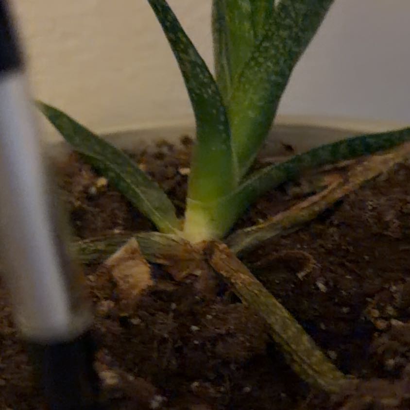 Photo of the plant species Common Velvetgrass by @HotRedpalulu62 named Robert Plant on Greg, the plant care app