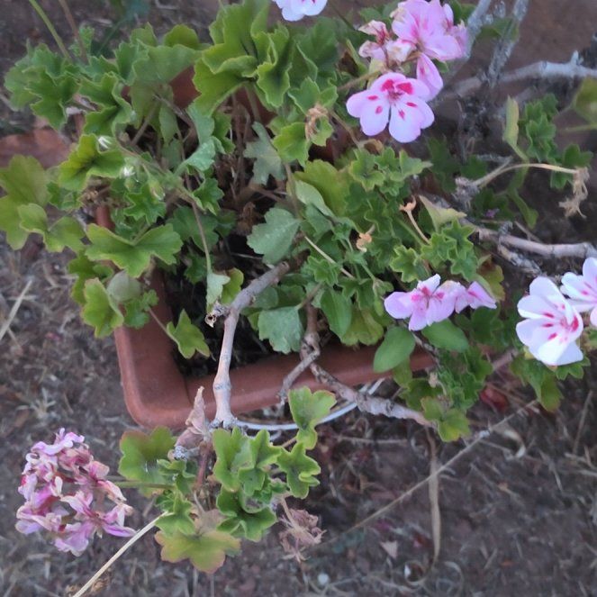 Photo of the plant species Ivy Geranium by @GemEmoryoak20 named Elle on Greg, the plant care app