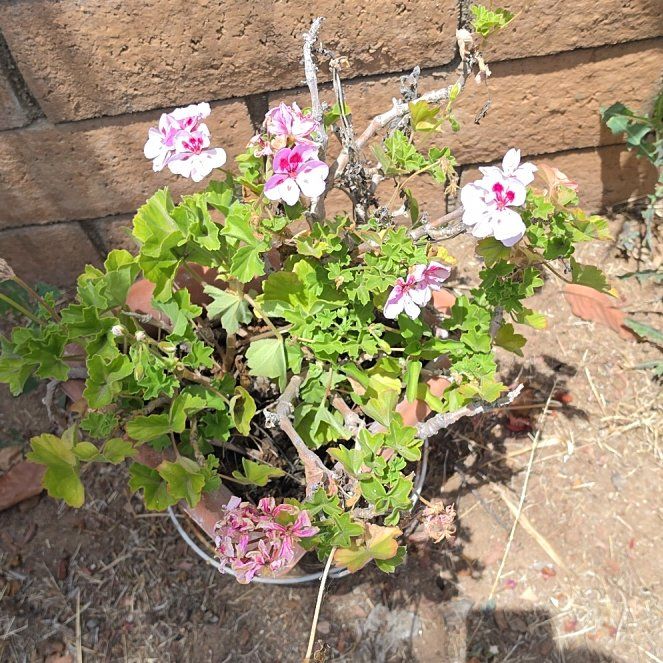Photo of the plant species Ivy Geranium by @GemEmoryoak20 named Bigleef Smalls on Greg, the plant care app