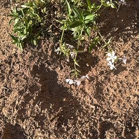 Photo of the plant species Spreading Phlox by @YummyAvocado90 named Elle on Greg, the plant care app