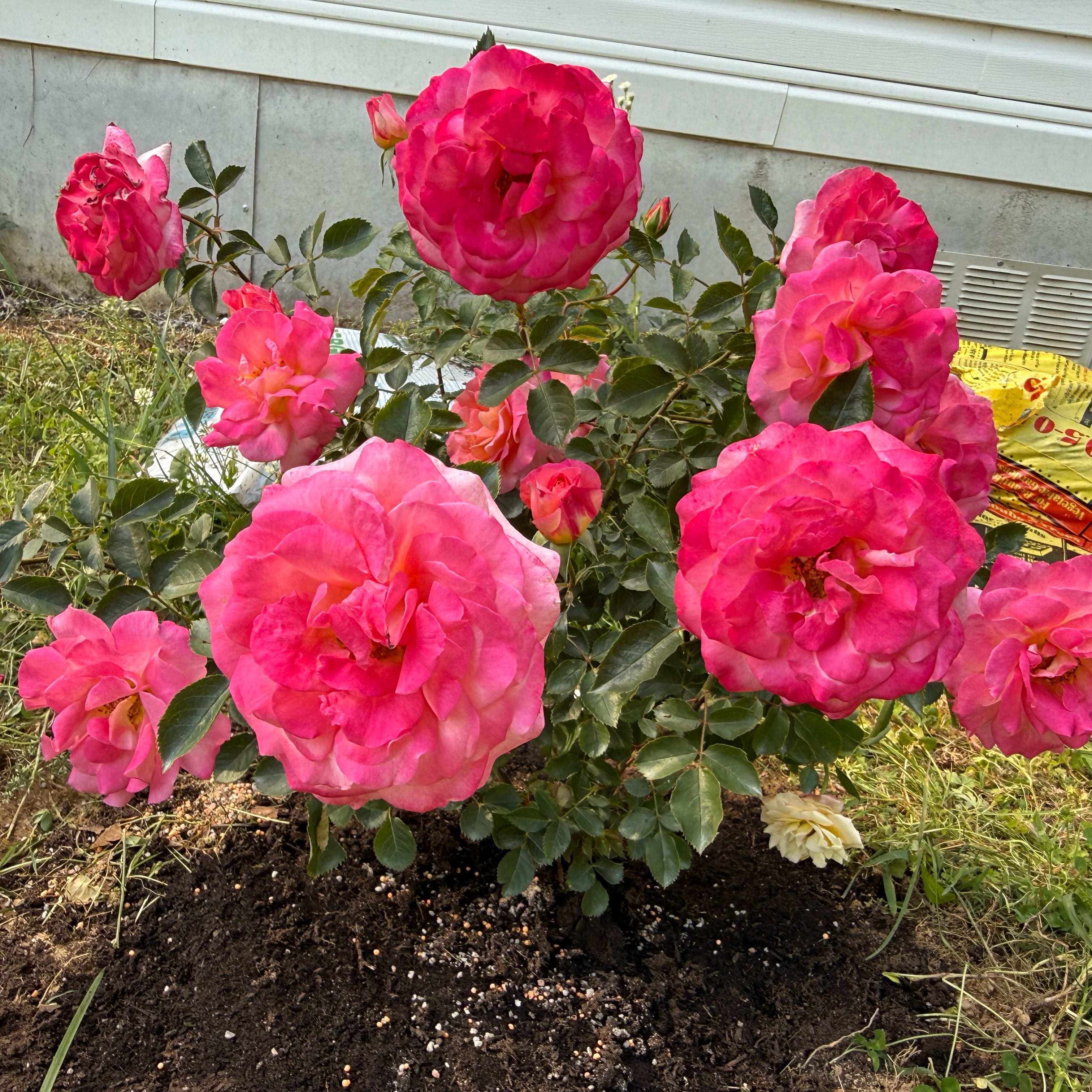 Photo of the plant species True Bliss Rose by @WorldlyRye63 named Huckleberry Fern on Greg, the plant care app