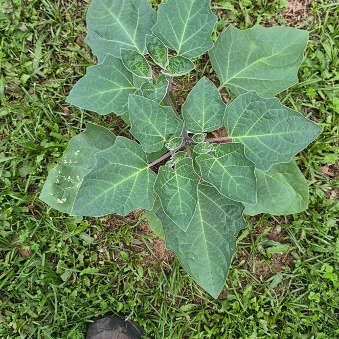 Photo of the plant species Sacred Datura by @CoolJonquil52 named Nithin on Greg, the plant care app