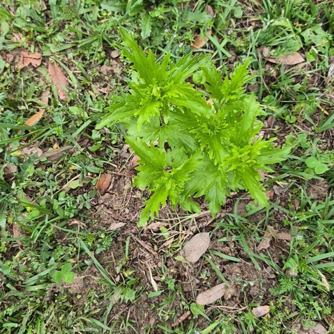 Photo of the plant species Blue Mistflower by @CoolJonquil52 named Tolkien on Greg, the plant care app
