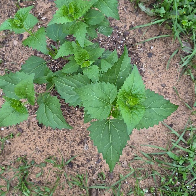 Photo of the plant species White Mistflower by @CoolJonquil52 named Mollie on Greg, the plant care app