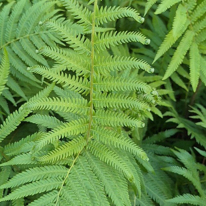 Photo of the plant species Thelypteris Kunthii by @CoolJonquil52 named Pax on Greg, the plant care app