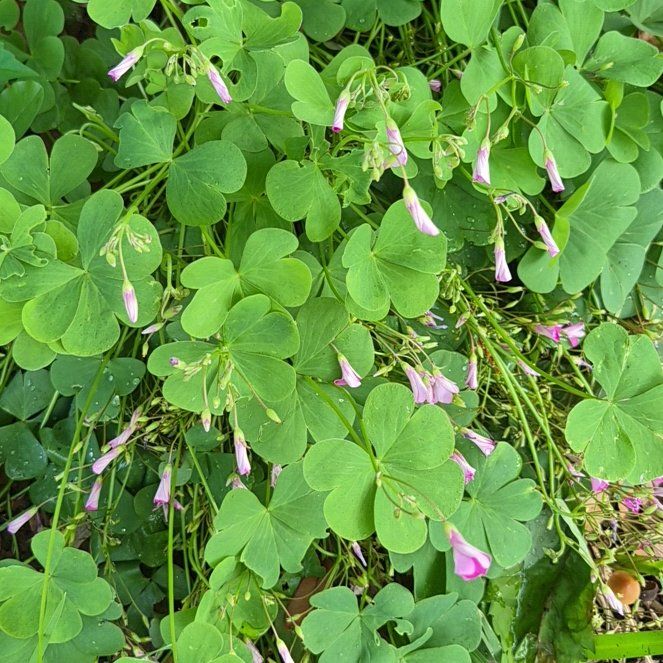 Photo of the plant species Jointed Woodsorrel by @CoolJonquil52 named Huckleberry Fern on Greg, the plant care app