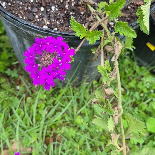 Photo of the plant species Verbena canadensis by @CoolJonquil52 named Sol on Greg, the plant care app