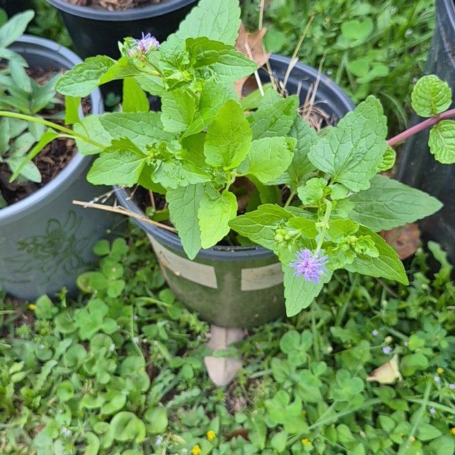 Photo of the plant species Blue Mistflower by @CoolJonquil52 named Darwin on Greg, the plant care app