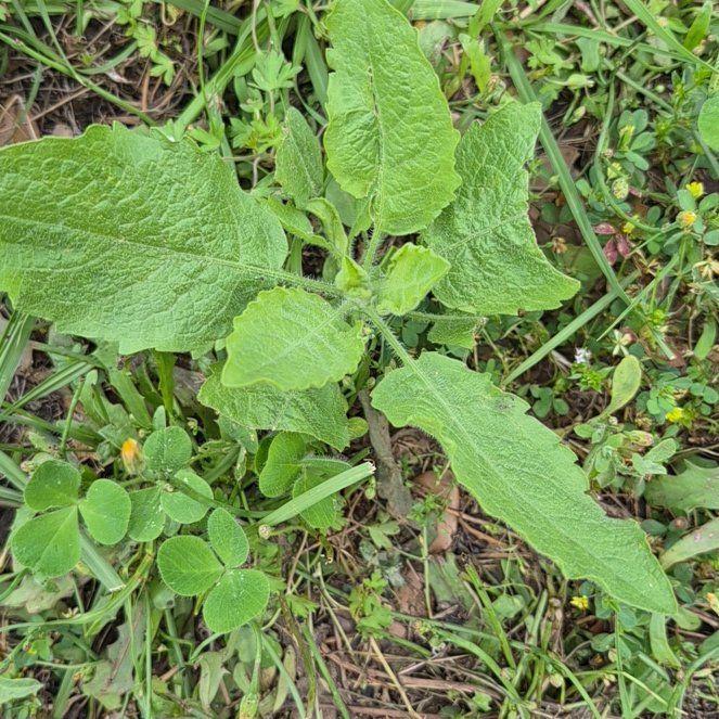 Photo of the plant species Common Comfrey by @CoolJonquil52 named Dax on Greg, the plant care app