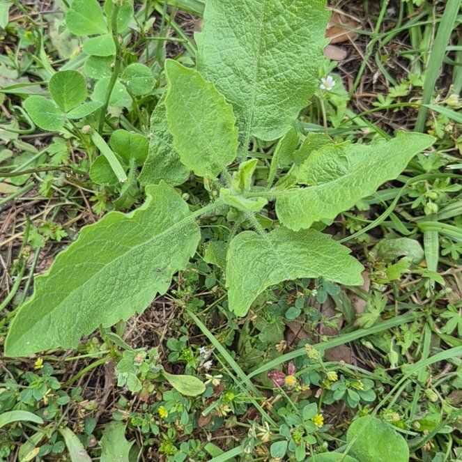 Photo of the plant species Lesser Burrdock by @CoolJonquil52 named Gates on Greg, the plant care app