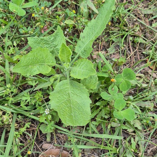 Photo of the plant species Earleaf Nightshade by @CoolJonquil52 named Anne on Greg, the plant care app