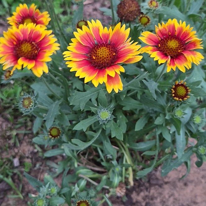 Photo of the plant species Indian Blanket by @CoolJonquil52 named Cleopatra on Greg, the plant care app