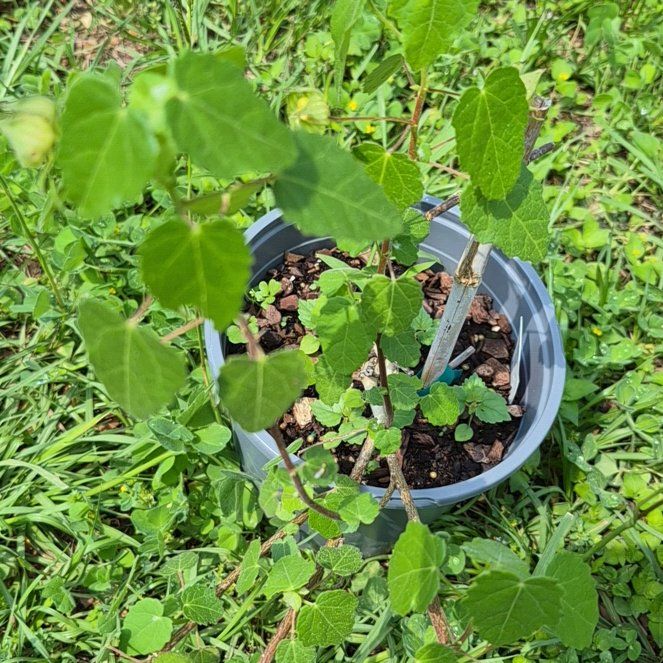 Photo of the plant species Pavonia Lasiopetala by @CoolJonquil52 named Gaga on Greg, the plant care app