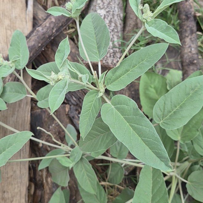 Photo of the plant species Capitate Croton by @CoolJonquil52 named Sir Plancelot on Greg, the plant care app