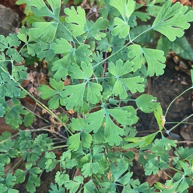 Photo of the plant species Colorado Blue Columbine by @CoolJonquil52 named Peter Parker on Greg, the plant care app