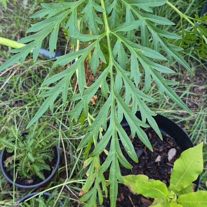 Photo of the plant species Sulphur Cosmos by @CoolJonquil52 named Gomez on Greg, the plant care app