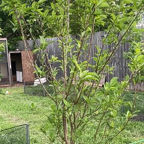 Photo of the plant species Peach Tree by @LegitPotatotree named Surya on Greg, the plant care app