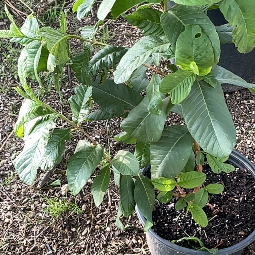 Photo of the plant species Guava Tree by @LegitPotatotree named Gomez on Greg, the plant care app