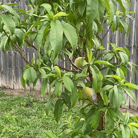 Photo of the plant species Peach Tree by @LegitPotatotree named Marley on Greg, the plant care app