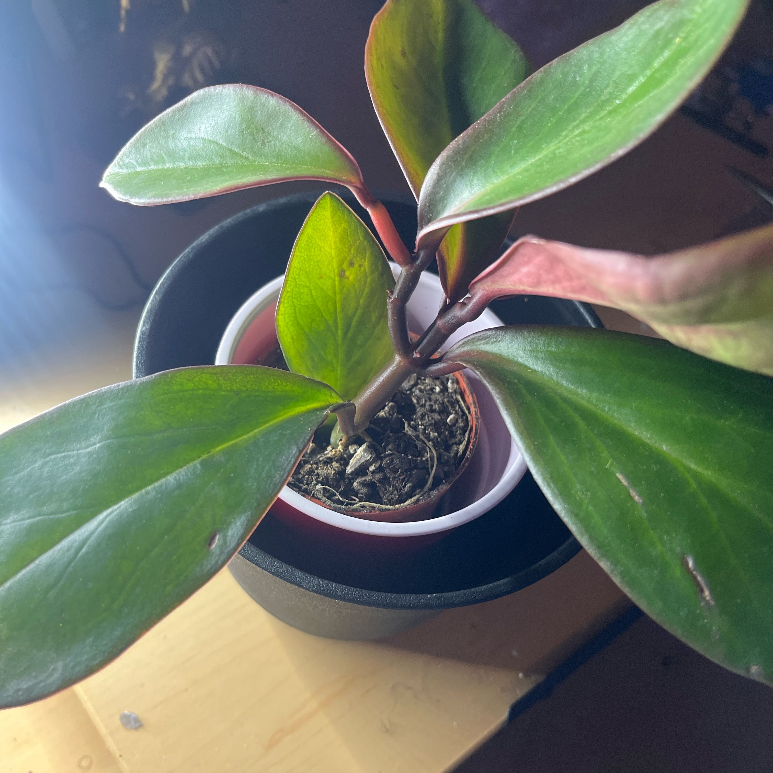 Photo of the plant species Peperomia Red Edge by @RadOricad92 named Suki on Greg, the plant care app