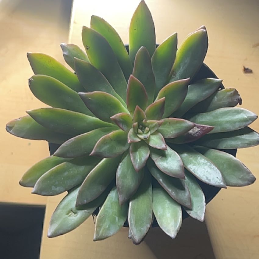 Photo of the plant species Solar Flare by @RadOricad92 named Solar on Greg, the plant care app
