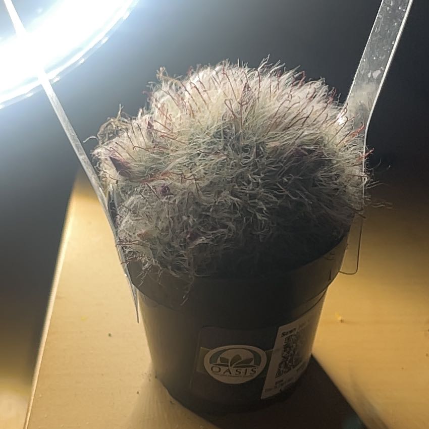 Photo of the plant species Mammillaria bocasana f. roseiflora by @RadOricad92 named Mando on Greg, the plant care app