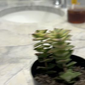 Photo of the plant species Variegated String of Buttons by @ZappyDidelta27 named Tolkien on Greg, the plant care app