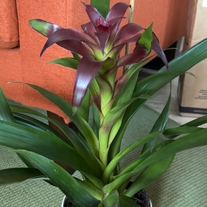 Photo of the plant species Darth Vader Bromiliad by @PoetLilac67 named Sol on Greg, the plant care app