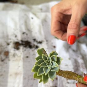 Photo of the plant species Myrtle Spurge by @uhhh.haileyyy named MYRTLE!! on Greg, the plant care app