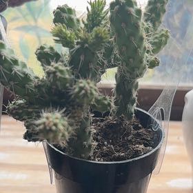 Photo of the plant species Chain-Link Cholla by @NobleChilli55 named Fernie Mac on Greg, the plant care app