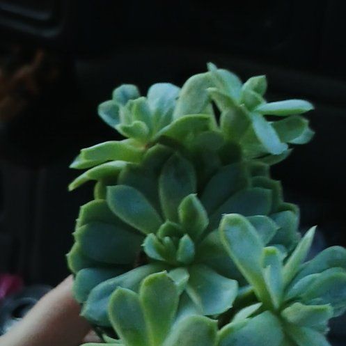 Photo of the plant species Echeveria 'Arctic Ice' by @LeadingLoquat35 named Sage on Greg, the plant care app