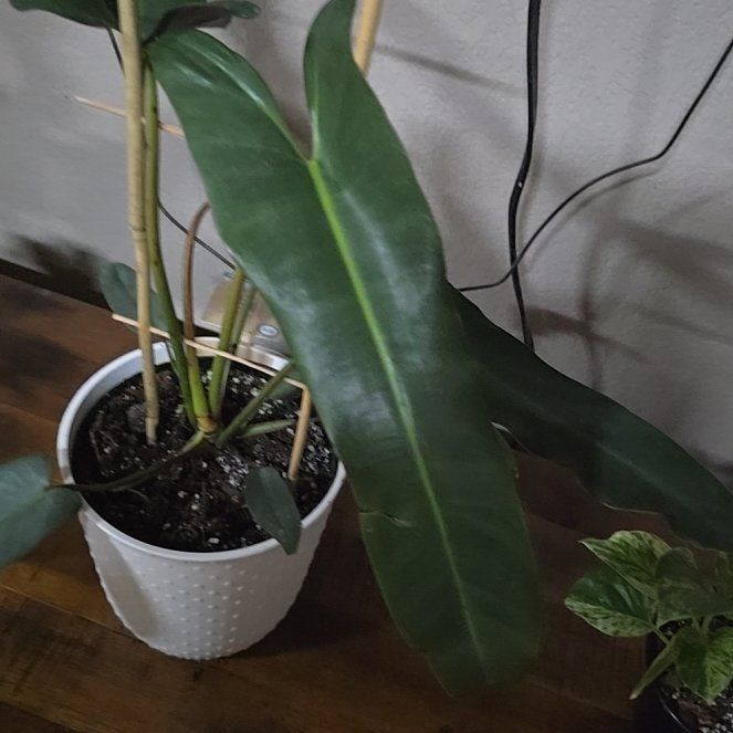 Photo of the plant species Philodendron atabapoense 'Silver' by @CapablePeony61 named Luna on Greg, the plant care app