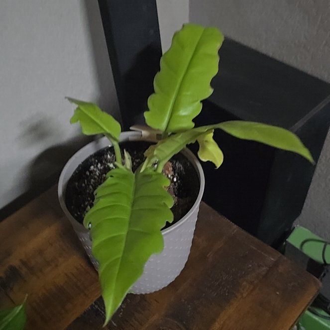 Photo of the plant species Philodendron golden crocodile by @CapablePeony61 named Kylie on Greg, the plant care app