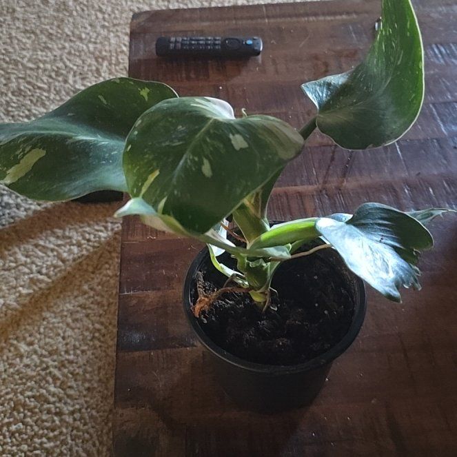 Photo of the plant species White Knight Philodendron by @CapablePeony61 named Sir Plancelot on Greg, the plant care app