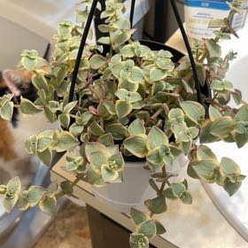 Photo of the plant species Crassula 'Calico Kitten' by @VastArugula72 named Susie on Greg, the plant care app