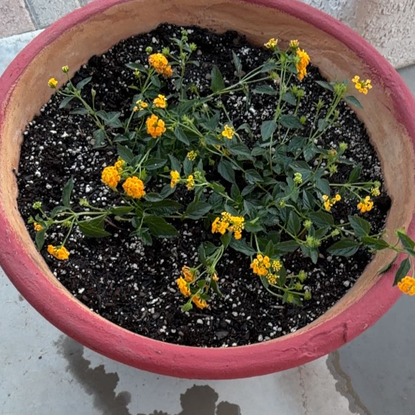 Photo of the plant species Lantana by @CozyOnionweed78 named McKinley on Greg, the plant care app