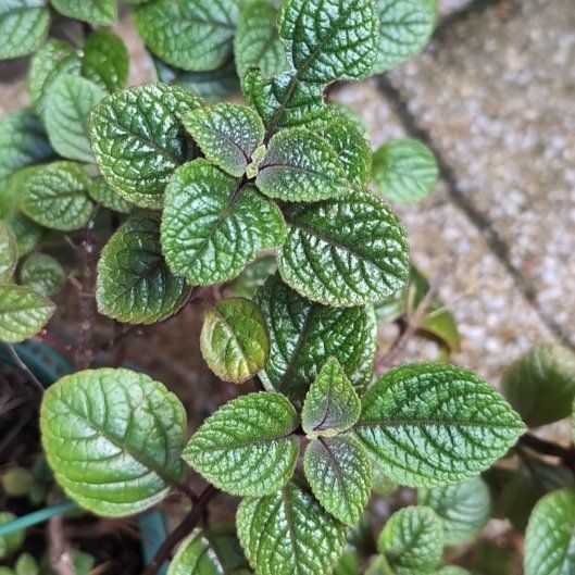 Photo of the plant species Speckled Spur Flower by @PrimeSagopalm66 named Sol on Greg, the plant care app