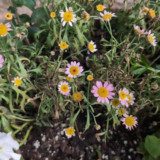 Photo of the plant species Latin American Fleabane by @PrimeSagopalm66 named Tolkien on Greg, the plant care app