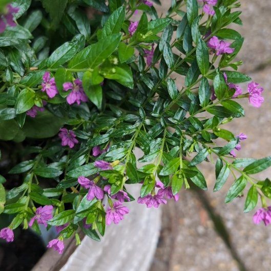 Photo of the plant species Hawaiian Heather by @PrimeSagopalm66 named Bodhi on Greg, the plant care app