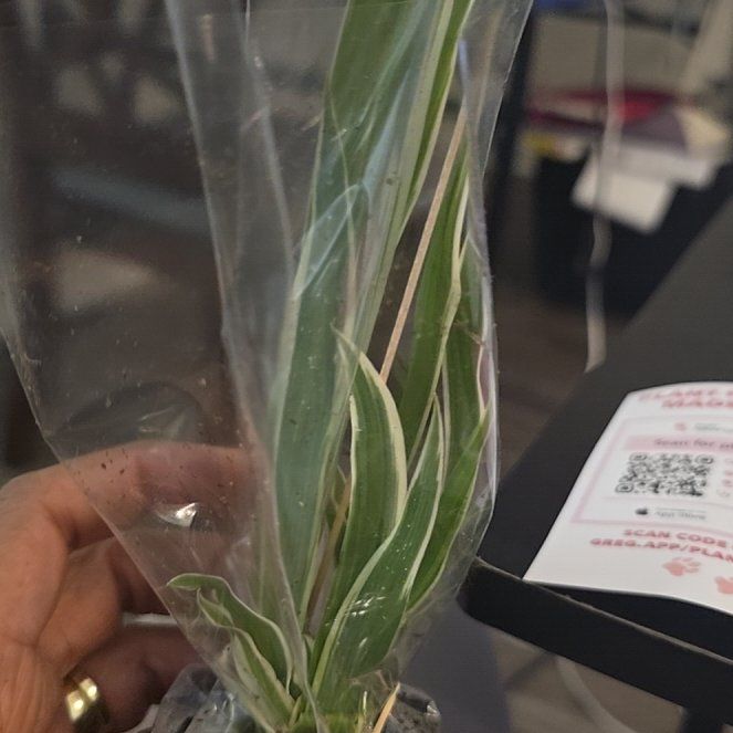 Photo of the plant species Tillandsia schiedeana by @ScholarlyIvy35 named Tolkien on Greg, the plant care app