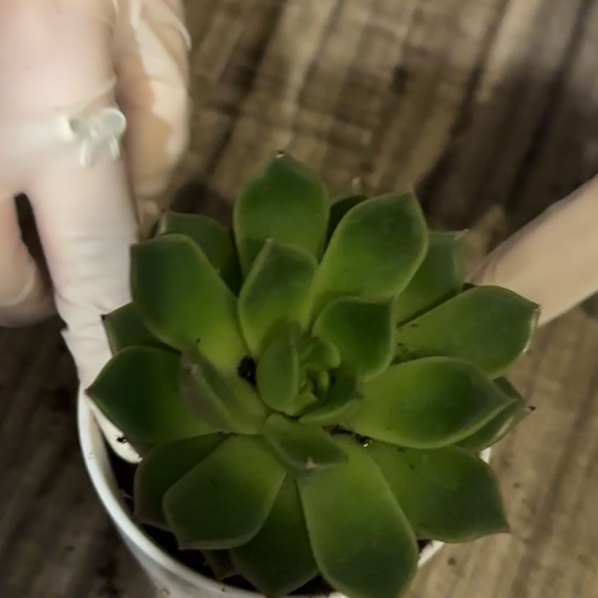 Photo of the plant species Echeveria 'Mira' by @UniqueAcajou30 named Spike Leaves on Greg, the plant care app