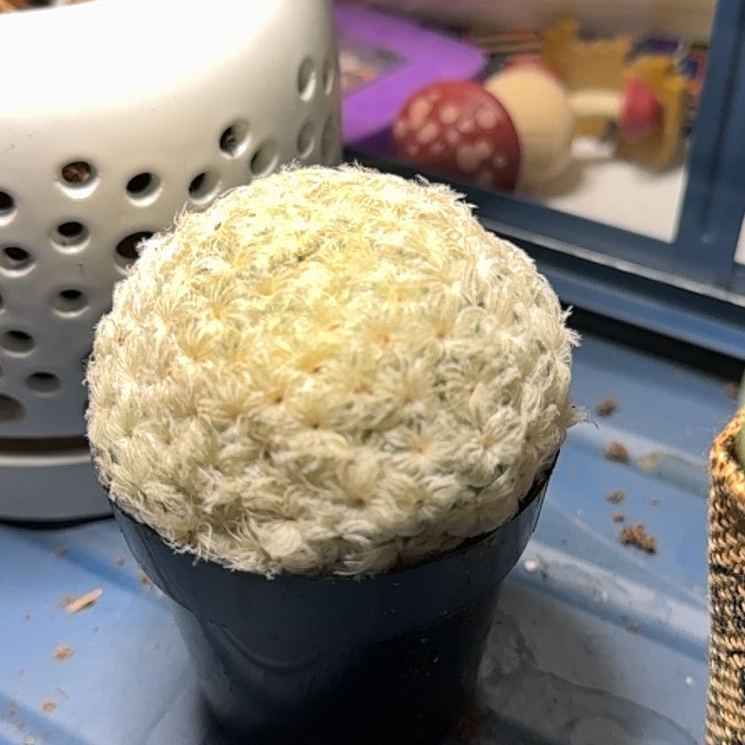 Photo of the plant species feather cactus by @SecureArugula19 named Aristotle on Greg, the plant care app