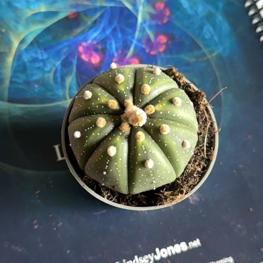 Photo of the plant species Sea Urchin Cactus by @SecureArugula19 named Zeus on Greg, the plant care app