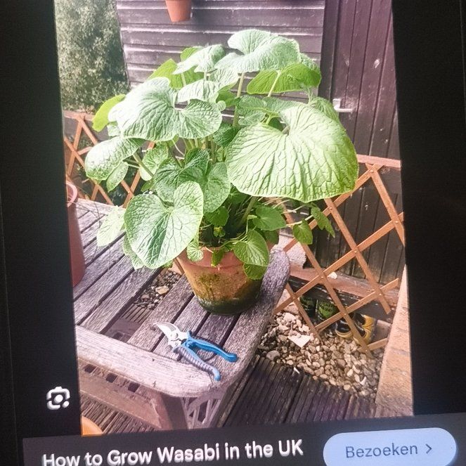 Photo of the plant species Wasabi by @ComicalSucc28 named Rainier on Greg, the plant care app