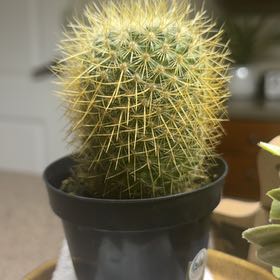 Photo of the plant species Lemon Ball by @SpunkyLemon72 named Cornelius on Greg, the plant care app