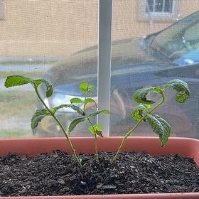 Photo of the plant species Mint by @WellreadAnise39 named Demeter on Greg, the plant care app