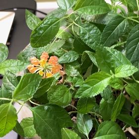 Photo of the plant species Lantana by @TutorMakura63 named Beyonce on Greg, the plant care app