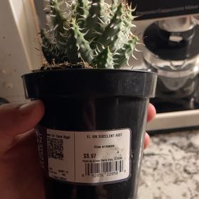 Photo of the plant species Aloe Erinacea by @GiddyGalega6 named Miley on Greg, the plant care app
