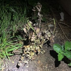 Photo of the plant species Knock Out Roses by @MovingRyebrome named Lebron on Greg, the plant care app