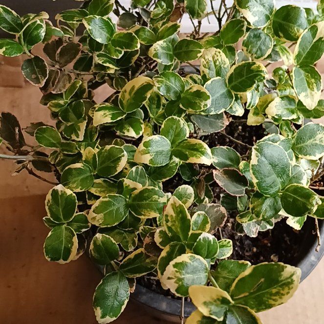 Photo of the plant species Emerald Gaiety Euonymus by @UpfrontAgave29 named Sol on Greg, the plant care app